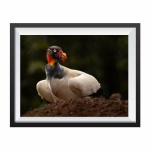 Photographic print "King Vultures 2"