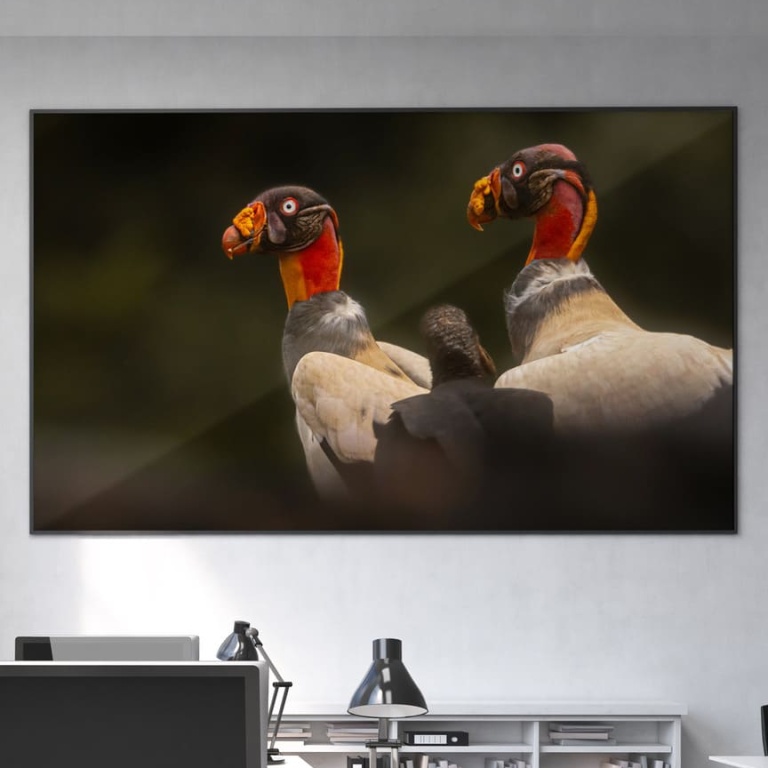Photographic print "King Vultures"