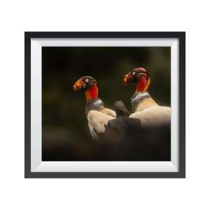 Photographic print "King Vultures"