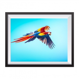 Photographic Print "Lapa Roja en vuelo"