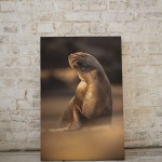 Print Limited Edition "Sea Lion in the Sun"