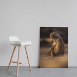 Print Limited Edition "Sea Lion in the Sun"