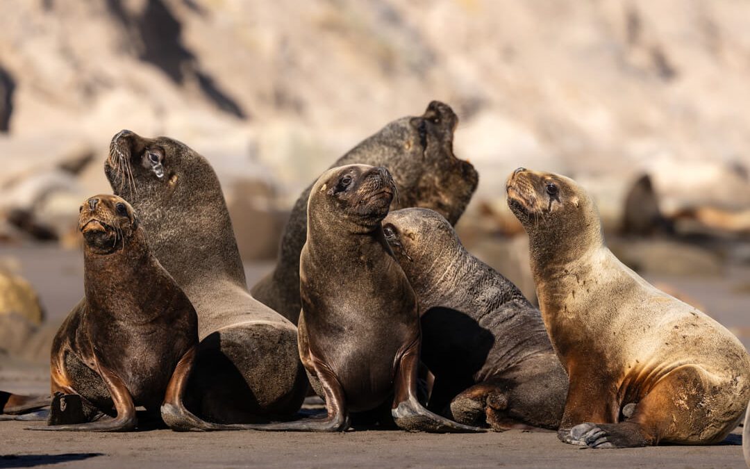 Photographing Patagonian sea lions