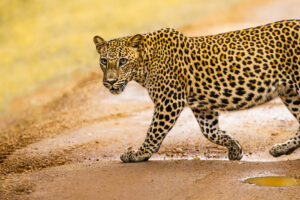 Leopardo che attraversa strada