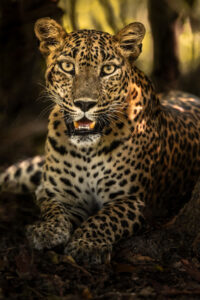 Leopardo di srilanka frontale