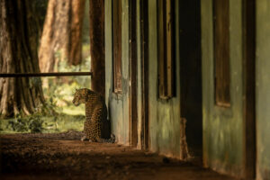 Leopardo srilanka edificio abbandonato