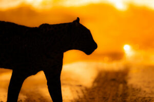 Leopardo srilanka tramonto
