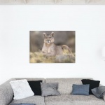 Print Limited Edition "The Look of the Puma"