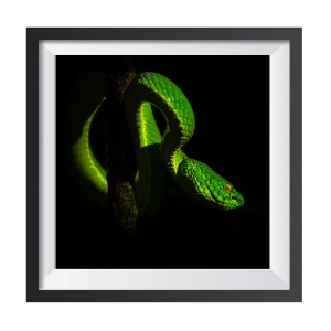 Photographic Print "Lora Verde Velenosa"