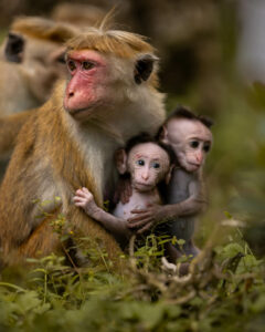 Macaco che protegge piccoli