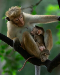 Macaco codalunga con piccolo