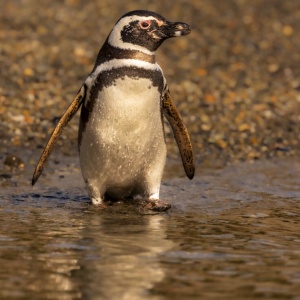 Magallanes Penguin