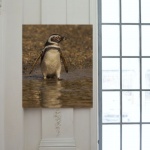 Stampa Fotografica "Magallanes Penguin 2"