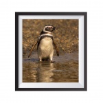 Photographic Print "Magallanes Penguin 2"