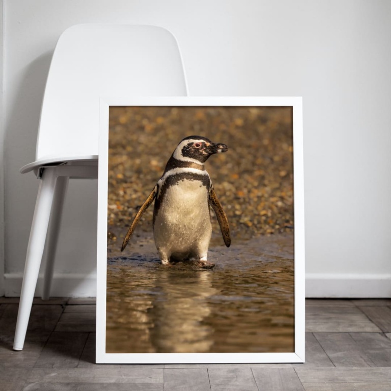 Photographic Print "Magallanes Penguin 2"
