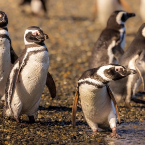 Magallanes Penguin colony