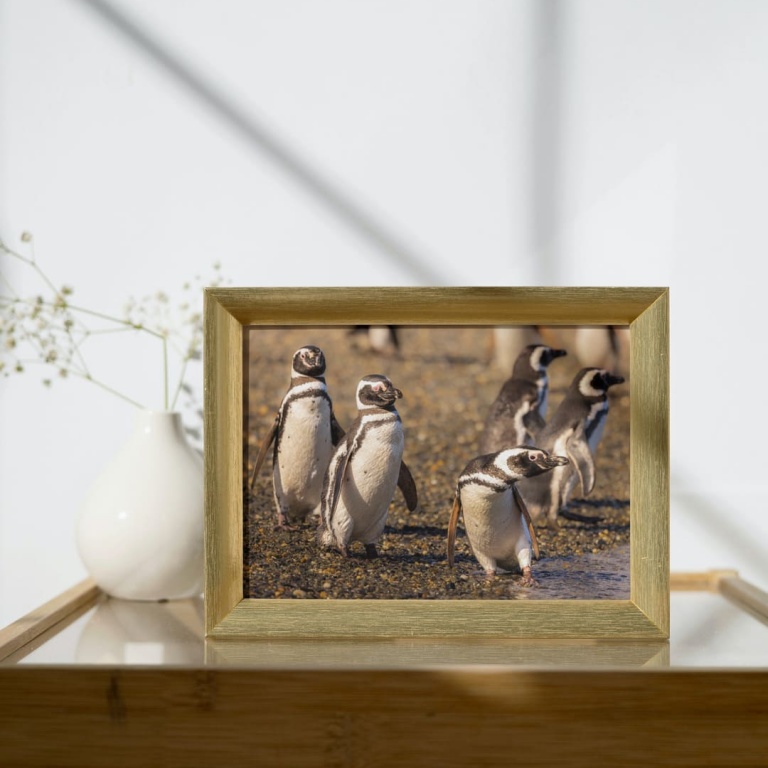 Photographic Print "Magallanes Penguin colony"