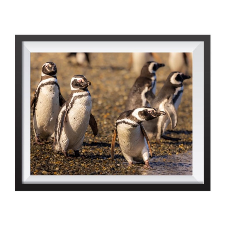 Stampa Fotografica "Magallanes Penguin colony"