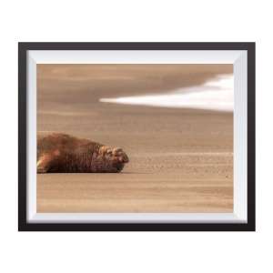 Photographic print "Male Sea Elephant"