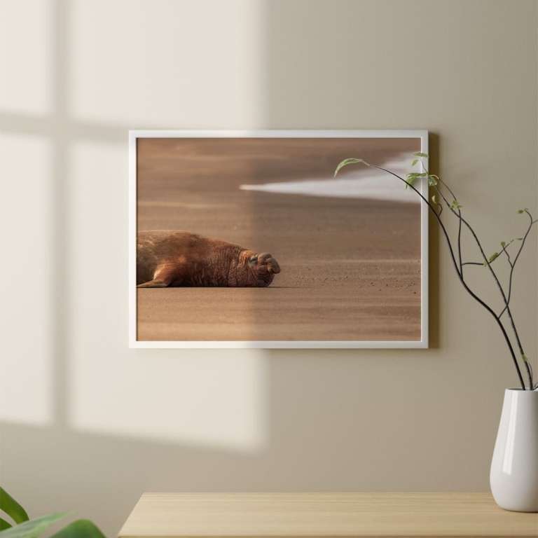 Photographic print "Male Sea Elephant"