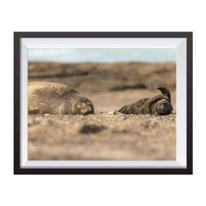 Photographic print "Mama with funny cub"