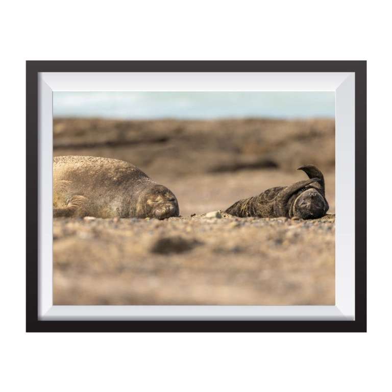 Photographic print "Mama with funny cub"