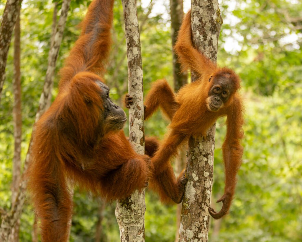 orangotango cucciolo mamma