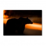 Print Limited edition "Mama bear against the light"