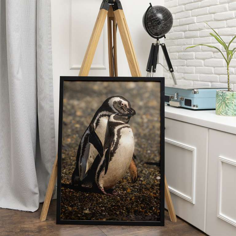 Photographic print 'Mating Penguins'