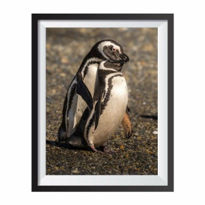 Stampa Fotografica "Mating Penguins"