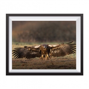 Photographic Print "Maximum wingspan"