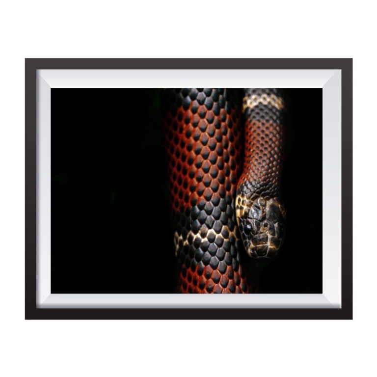 Stampa Fotografica "Milky Snake Black Background"