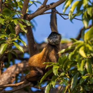 Mono arana nicaragua