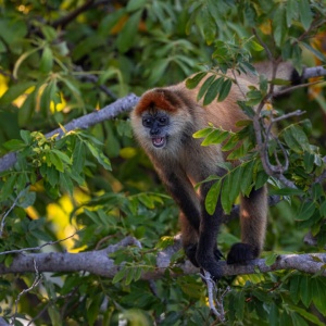 Mono ardilla nicaragua