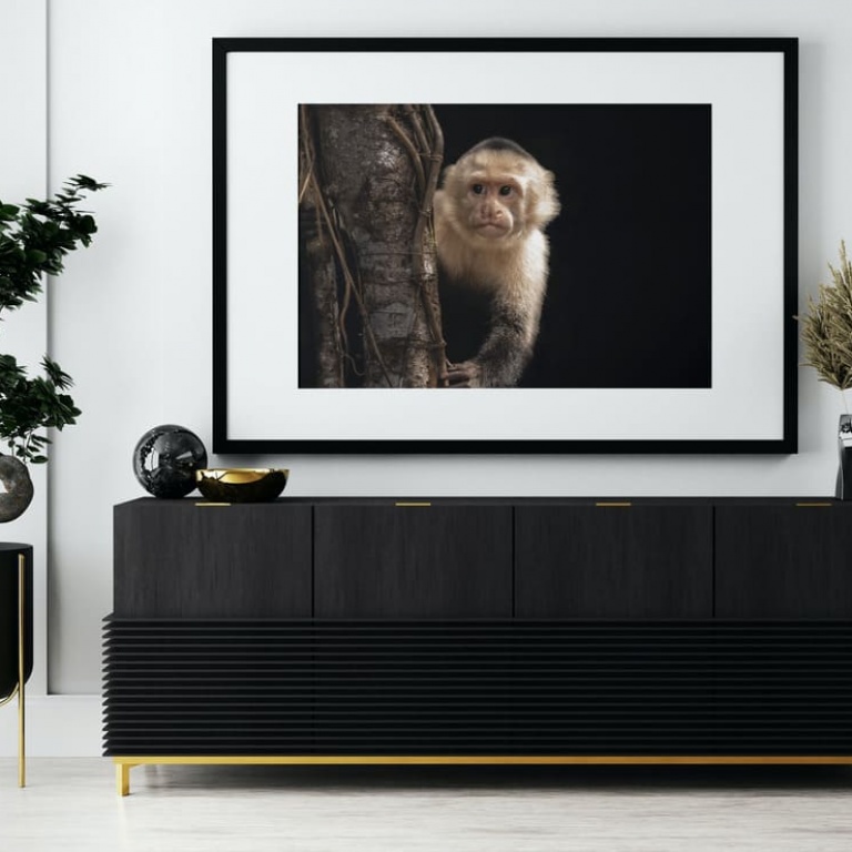 Stampa Fotografica "Mono Capuchino Black Background"