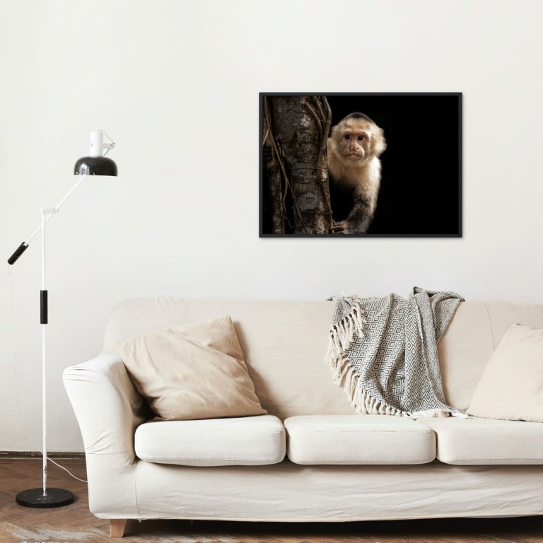 Stampa Fotografica "Mono Capuchino Black Background"