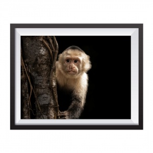 Photographic Print "Mono Capuchino Black Background"