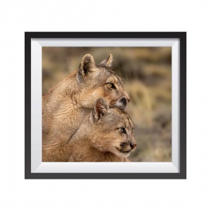 Stampa Fotografica "Mum and Cub"