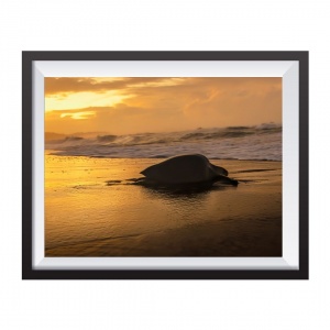 Photographic Print "Mumy Turtle"