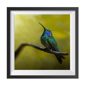 Photographic print "Naturart"