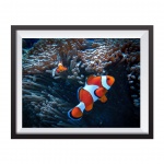 Photographic Print "Nemo Indonesia"
