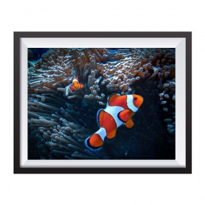 Photographic Print "Nemo Indonesia"