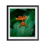 Stampa Fotografica "Orange Butterflies"
