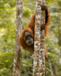 Orango femmina su albero 2