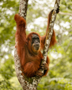 Orango femmina su albero