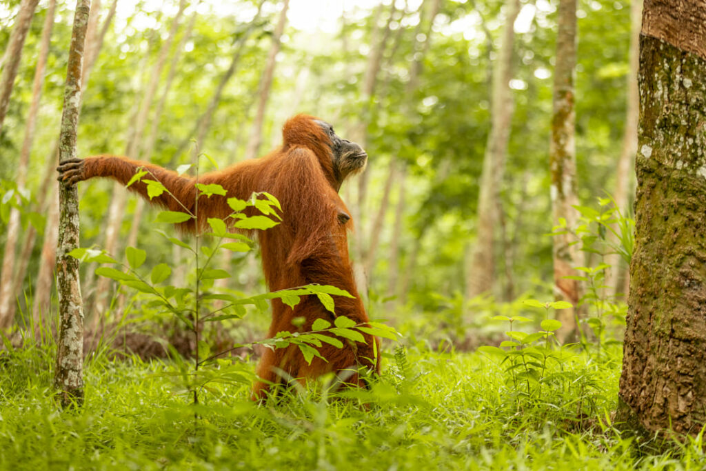 orangotango di sumatra