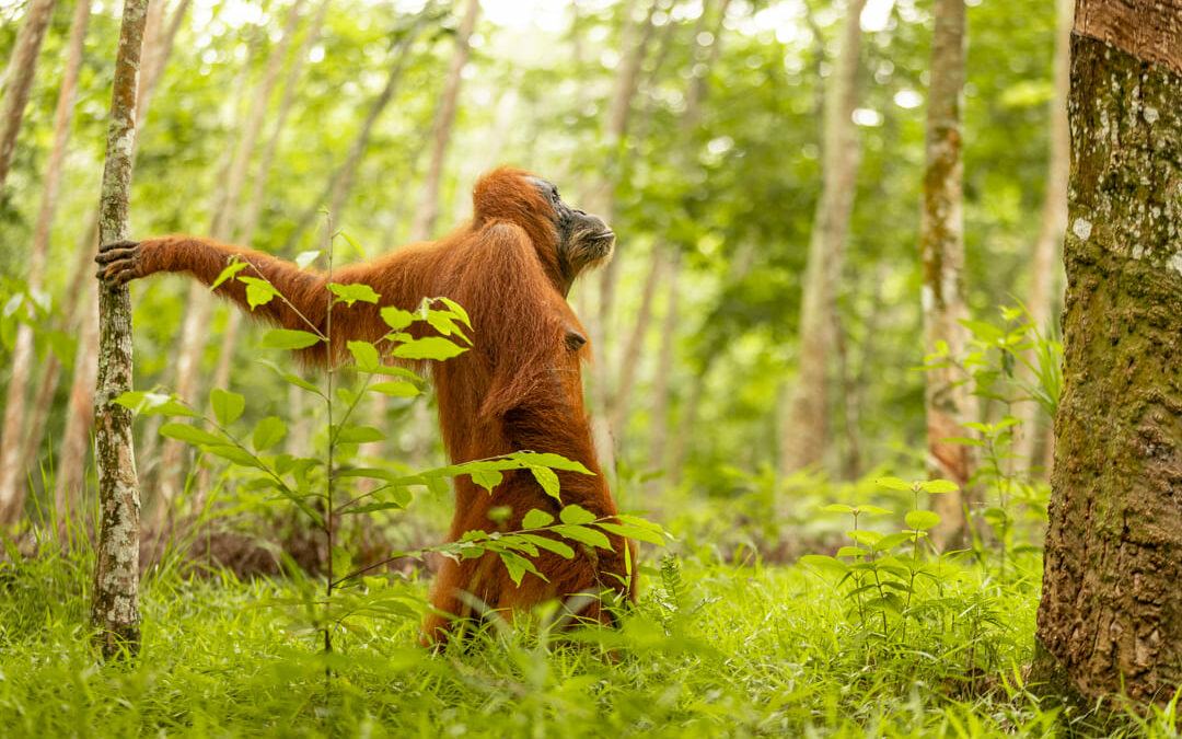 L’orangotango di Sumatra: un incontro straordinario