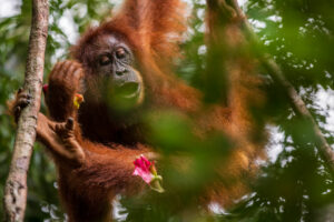 Orangotango con fiore