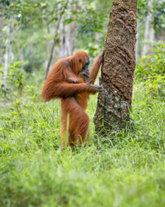 Orangotango femmina 2