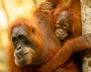 Orangotango mamma che allatta piccolo
